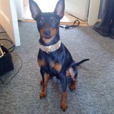 Dvaergpinscher Walther