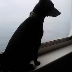 Dvaergpinscher Walther