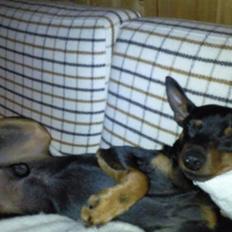 Dvaergpinscher Walther