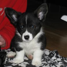 Welsh corgi cardigan Faarups incredible Albert