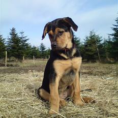 Blanding af racer Jamie <3 R.I.P min smukke pige<3