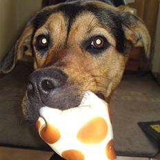 Blanding af racer Jamie <3 R.I.P min smukke pige<3