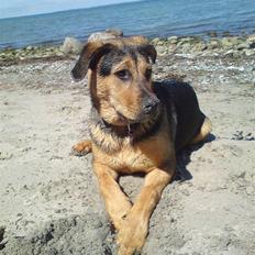 Blanding af racer Jamie <3 R.I.P min smukke pige<3