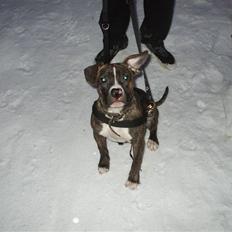 Amerikansk staffordshire terrier Ricki