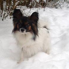 Papillon P.U.F.F