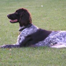 Kleiner münsterländer Cita