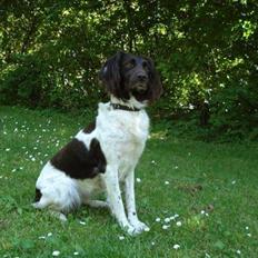 Kleiner münsterländer R.I.P Basta