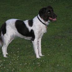 Kleiner münsterländer R.I.P Basta