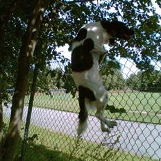 Kleiner münsterländer R.I.P Basta