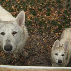 Hvid schæfer Mechlenborgs Belle