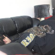 Amerikansk staffordshire terrier Ricki