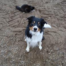 Border collie Speedy ( RIP desværre blevet aflivet i 2012 )