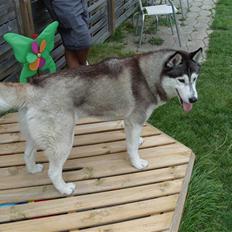 Siberian husky Freja