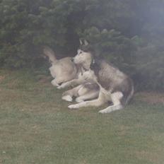 Siberian husky Freja