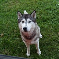 Siberian husky Freja