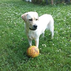 Labrador retriever Luna (Amber Cover)