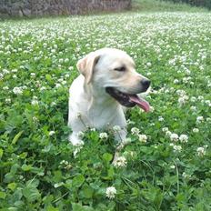 Labrador retriever Luna (Amber Cover)
