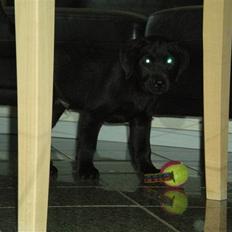 Labrador retriever Cantona (Canto) <3 :b