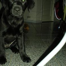 Labrador retriever Cantona (Canto) <3 :b