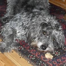 Blanding af racer Max <3 *himmelhund*