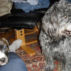 Blanding af racer Max <3 *himmelhund*