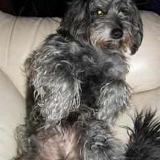 Blanding af racer Max <3 *himmelhund*