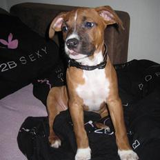 Amerikansk staffordshire terrier Hopé