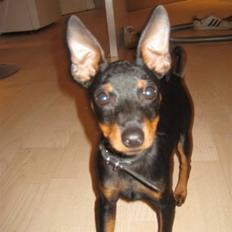 Dvaergpinscher Choko (Rødkildes)