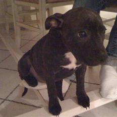 Staffordshire bull terrier Tessie