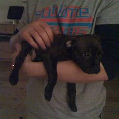 Staffordshire bull terrier Tessie