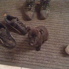 Staffordshire bull terrier Tessie