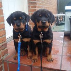 Rottweiler Ai-Jen Anakin R.I.P 2010