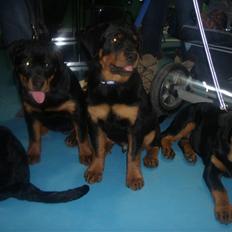 Rottweiler Ai-Jen Anakin R.I.P 2010