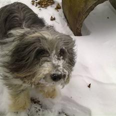 Bearded collie tok