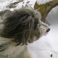 Bearded collie tok