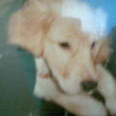 Golden retriever diesel RIP