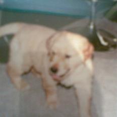 Golden retriever diesel RIP