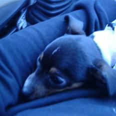 Dansk svensk gaardhund Peanut