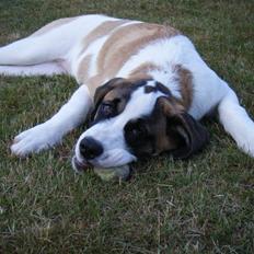 Sankt bernhardshund Sisca