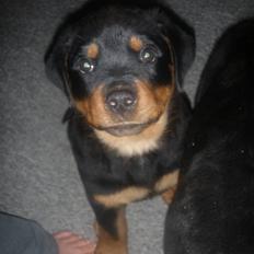 Rottweiler Ai-Jen Aron R.I.P 2010