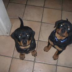 Rottweiler Ai-Jen Aron R.I.P 2010