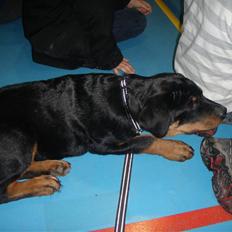Rottweiler Ai-Jen Aron R.I.P 2010