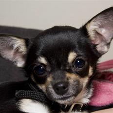 Chihuahua Wilma