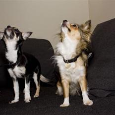 Chihuahua Wilma