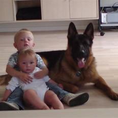 Schæferhund Anton (Almebo´s Obelix)