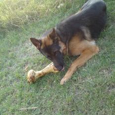 Schæferhund Anton (Almebo´s Obelix)