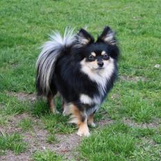 Blanding af racer Bailey