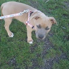 Amerikansk staffordshire terrier Chiva