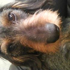 Gravhund Skovkrogen´s Adda