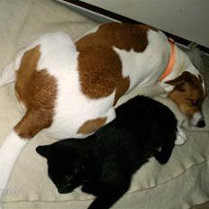 Dansk svensk gaardhund Petit